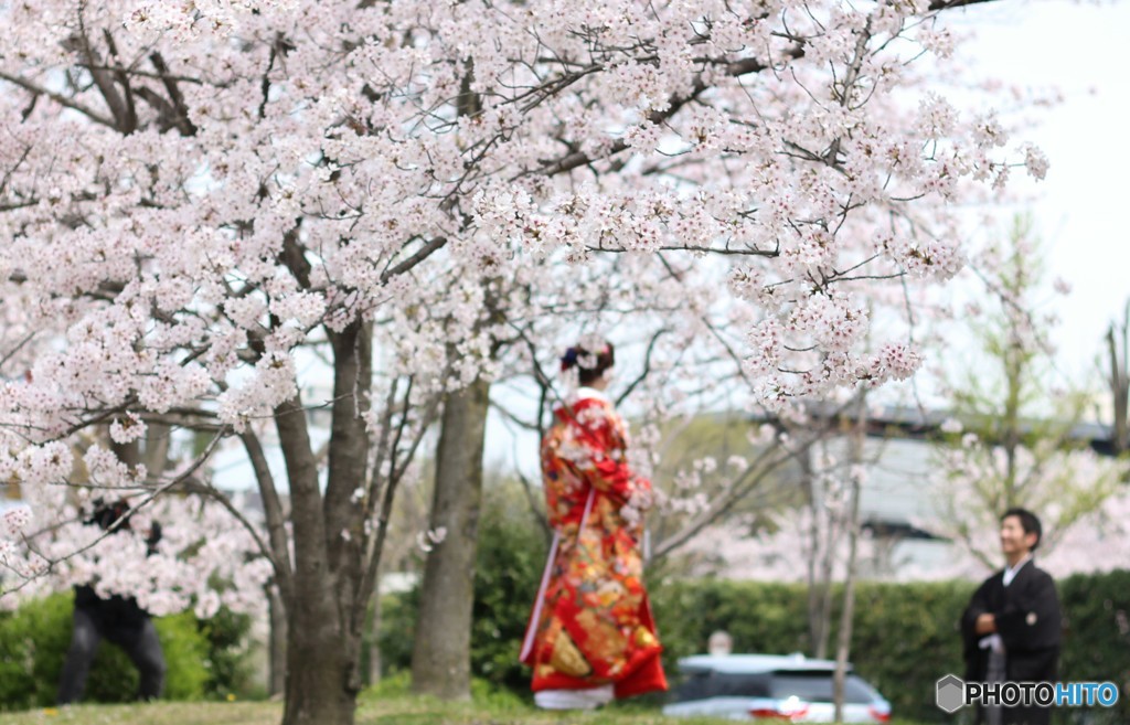 桜のしたで