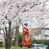 桜のしたで