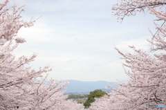 桜道