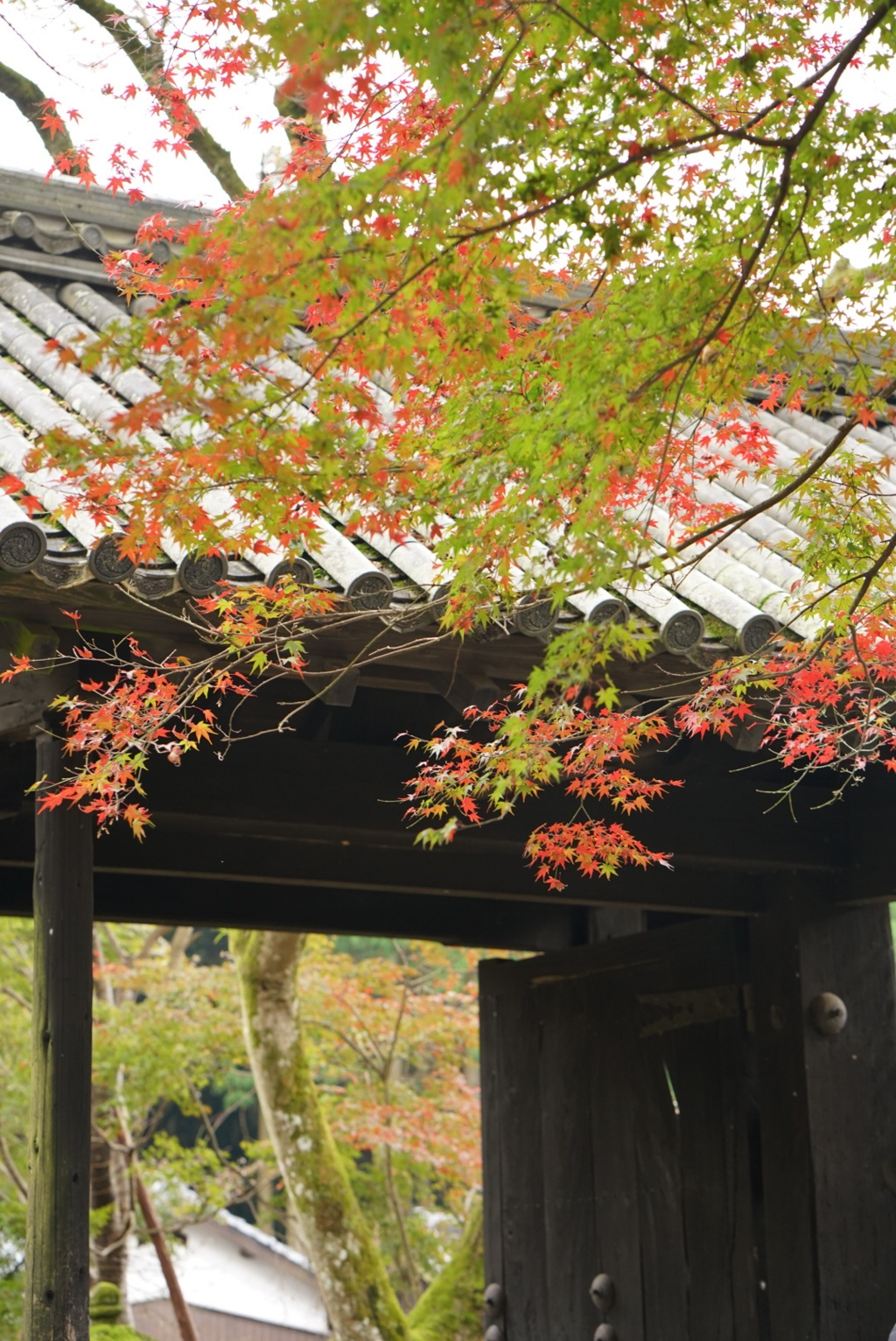 秋月