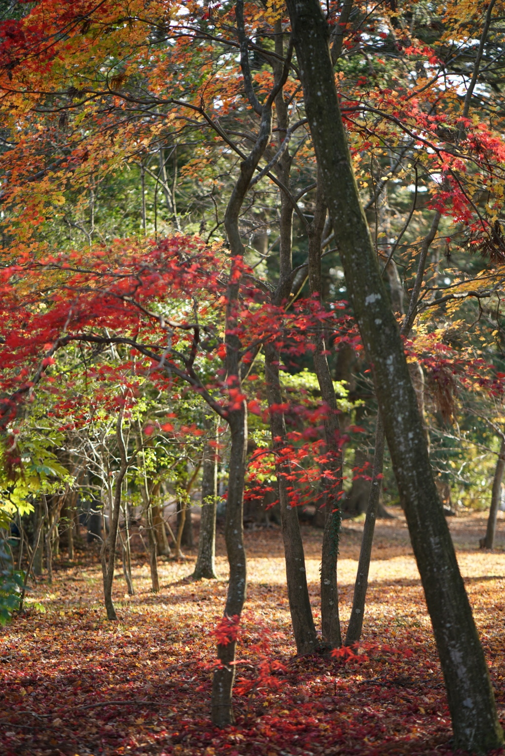 青葉城址紅葉