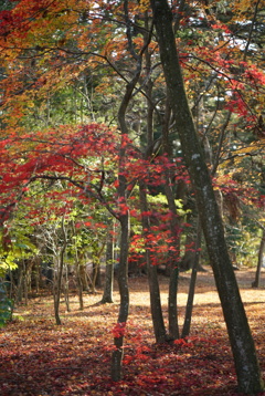 青葉城址紅葉