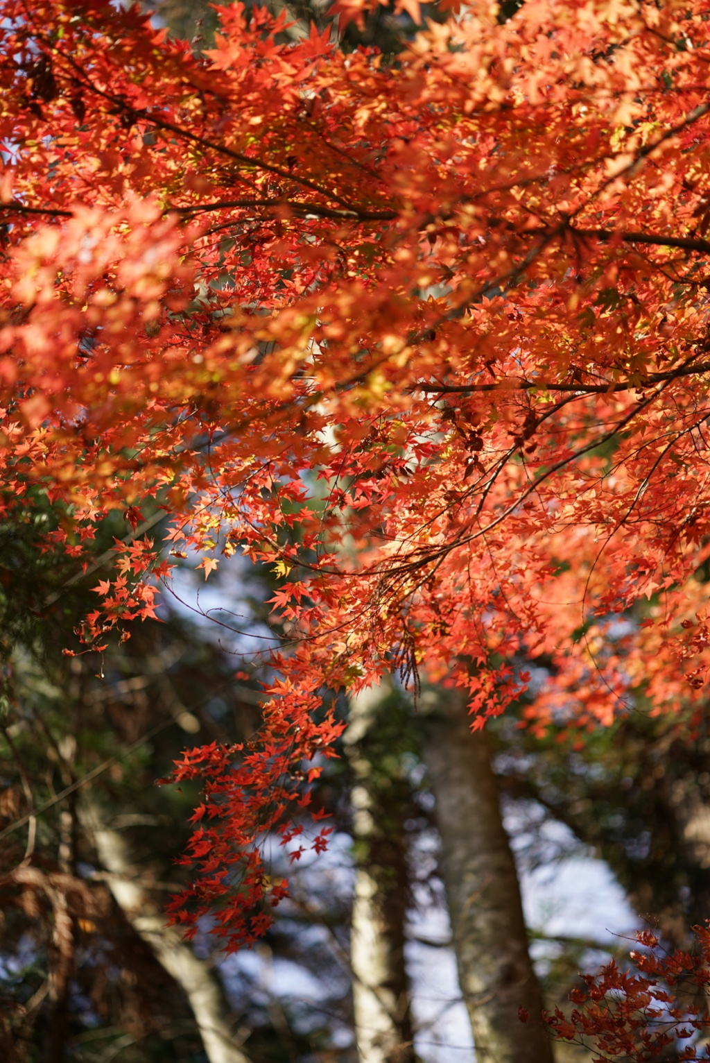 山寺紅葉