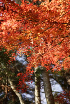 山寺紅葉