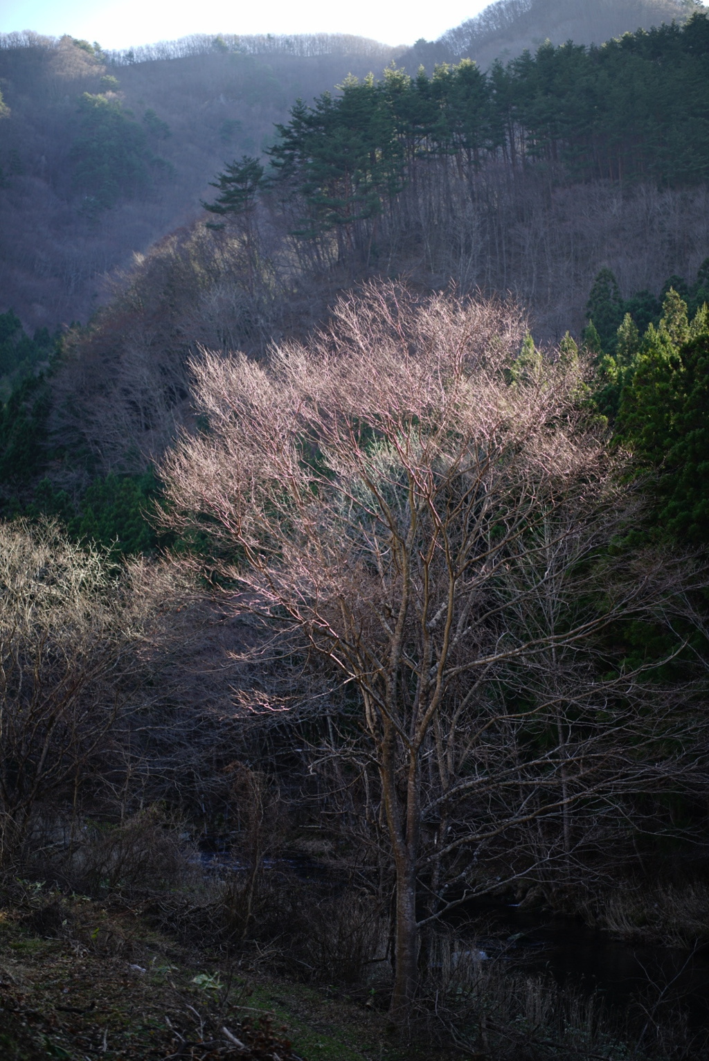 川の風景