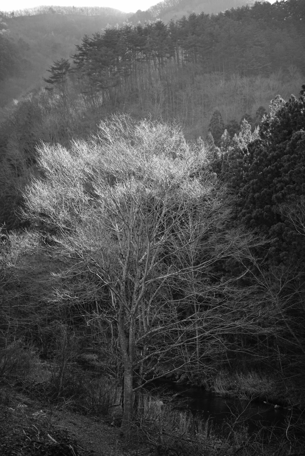 川の風景