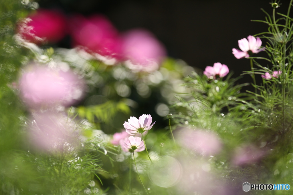 般若寺2017_08