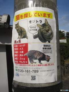 迷い猫＠京都東山