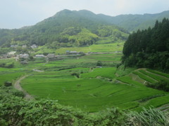 宇陀市の棚田