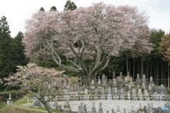 上深川の山桜2007