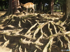 樹の根にひとり立つ