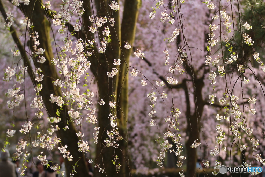 京都御苑2018_06