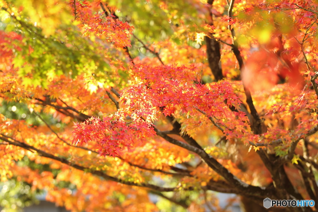 奈良公園2018_04