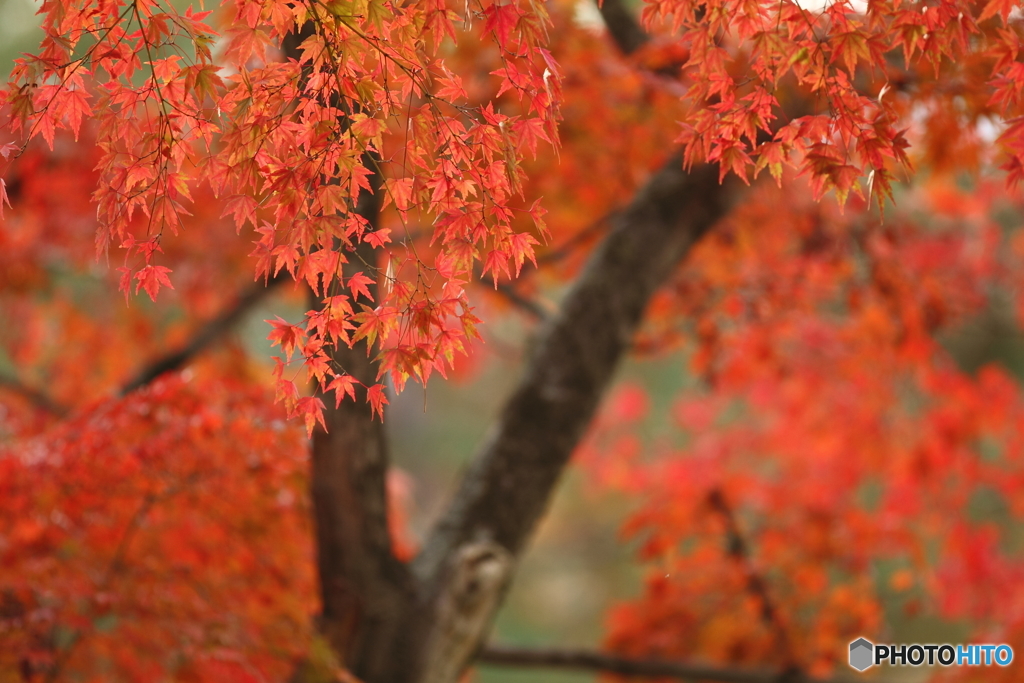 奈良公園2018_03