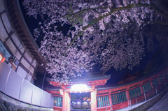 夜桜８