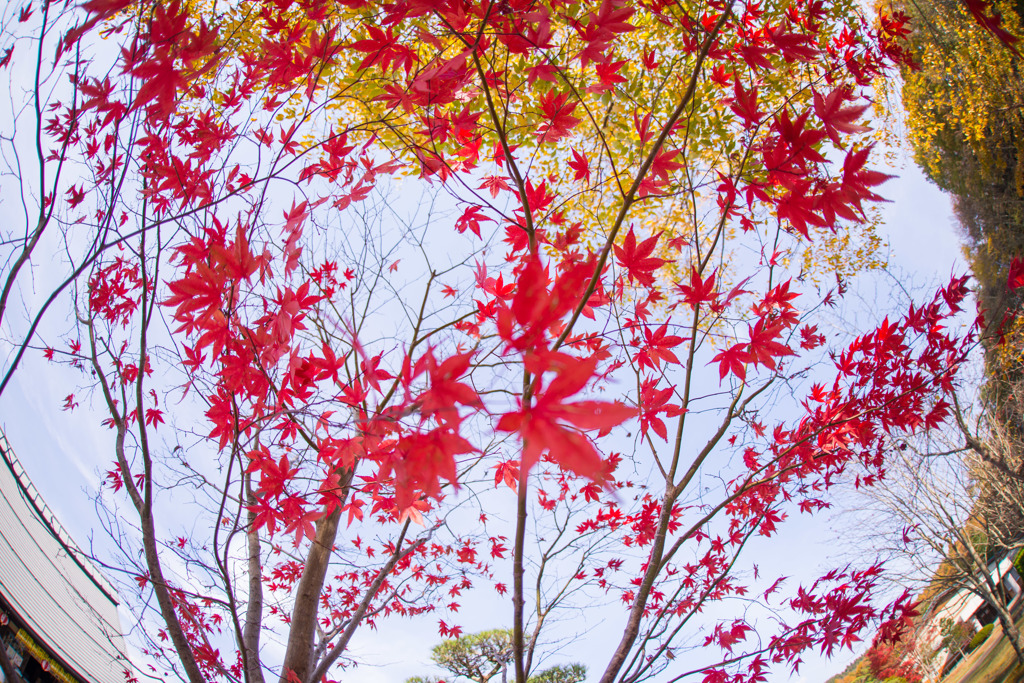 紅葉