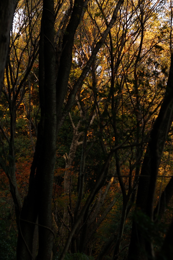 PENTAX55mmF1.8