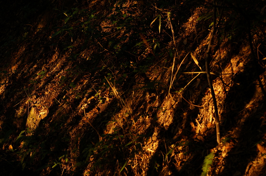 PENTAX55mmF1.8