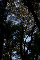 CONTAX　Carl Zeiss 　Planar T* 45mm F2