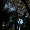CONTAX　Carl Zeiss 　Planar T* 45mm F2
