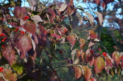 MD50mmF1.4