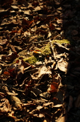 rokkorMD50mmF1.4