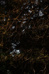 rokkorMD50mmF1.4