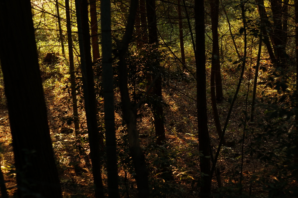PENTAX55mmF1.8