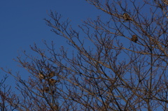 CONTAX　Carl Zeiss 　Planar T* 45mm F2