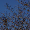 CONTAX　Carl Zeiss 　Planar T* 45mm F2
