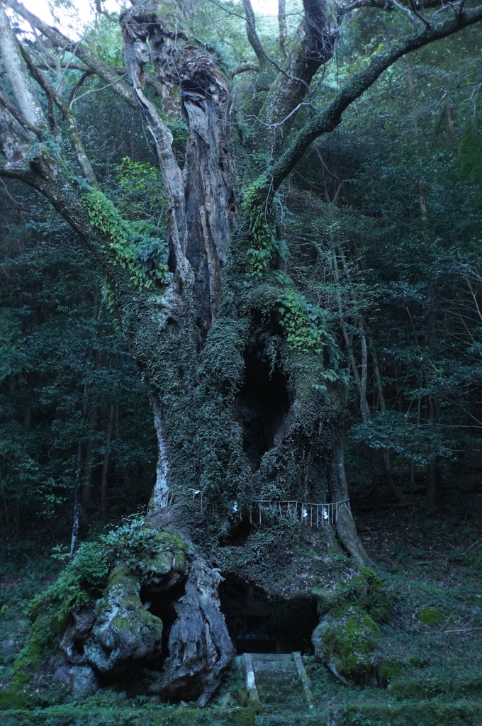楠