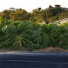 CONTAX　Carl Zeiss 　Planar T* 45mm F2