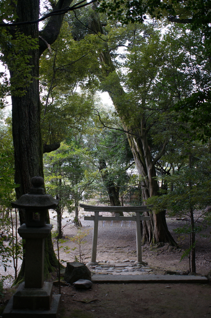 rokkorMD24mmF2.8