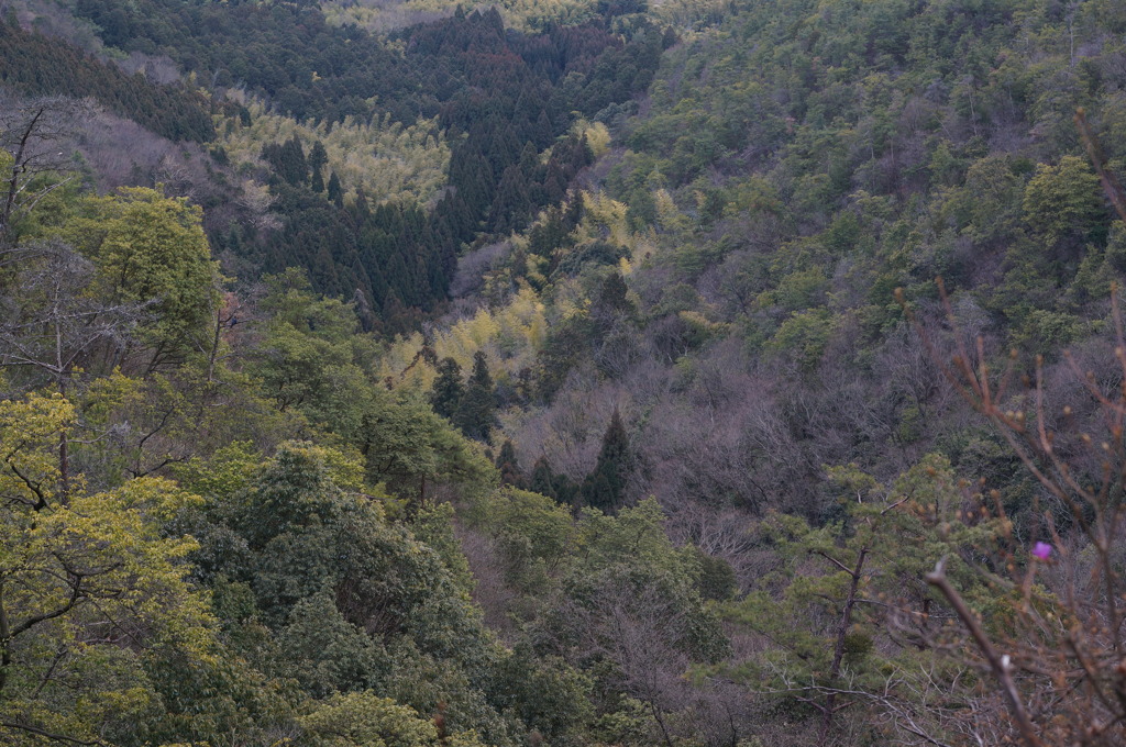 CONTAX　Carl Zeiss 　Planar T* 45mm F2