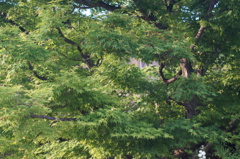 Elmar50mm/f2.8