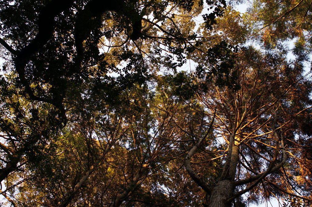 rokkorMD24mmF2.8