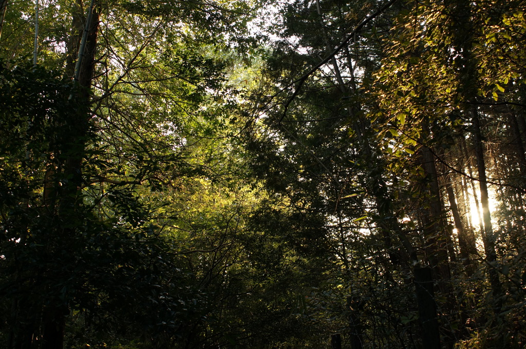 rokkorMD24mmF2.8