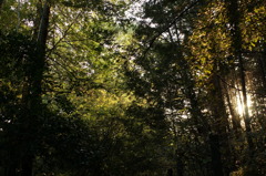 rokkorMD24mmF2.8