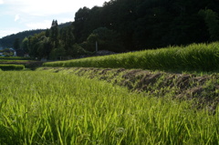 赤とんぼ