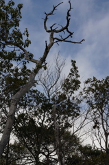 CONTAX　Carl Zeiss 　Planar T* 45mm F2