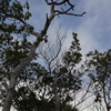 CONTAX　Carl Zeiss 　Planar T* 45mm F2