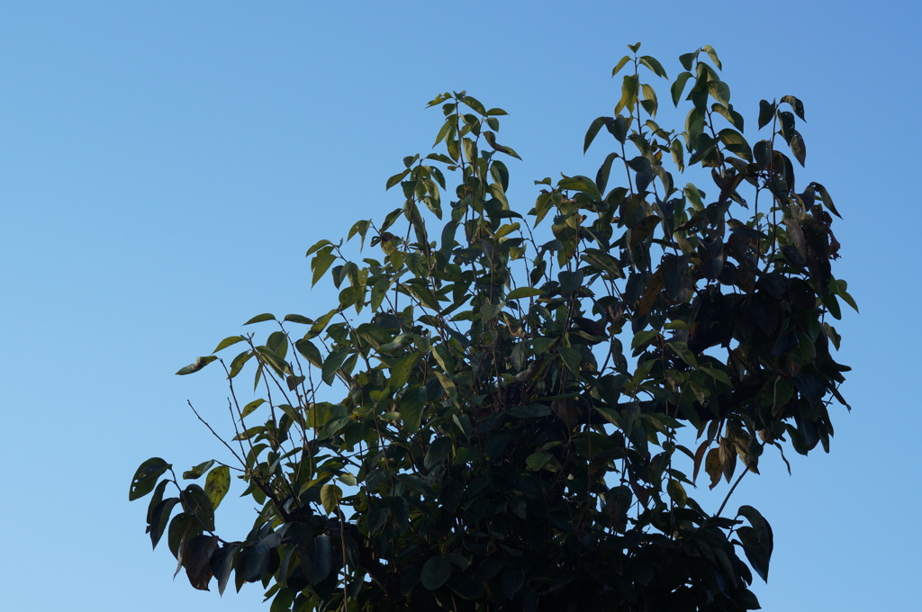 PENTAX55mmF1.8
