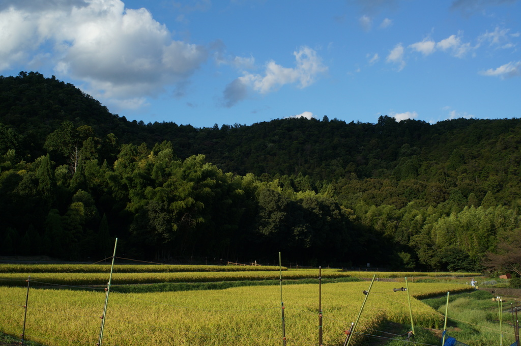 夏も終わり