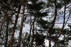CONTAX　Carl Zeiss 　Planar T* 45mm F2
