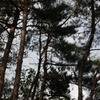 CONTAX　Carl Zeiss 　Planar T* 45mm F2