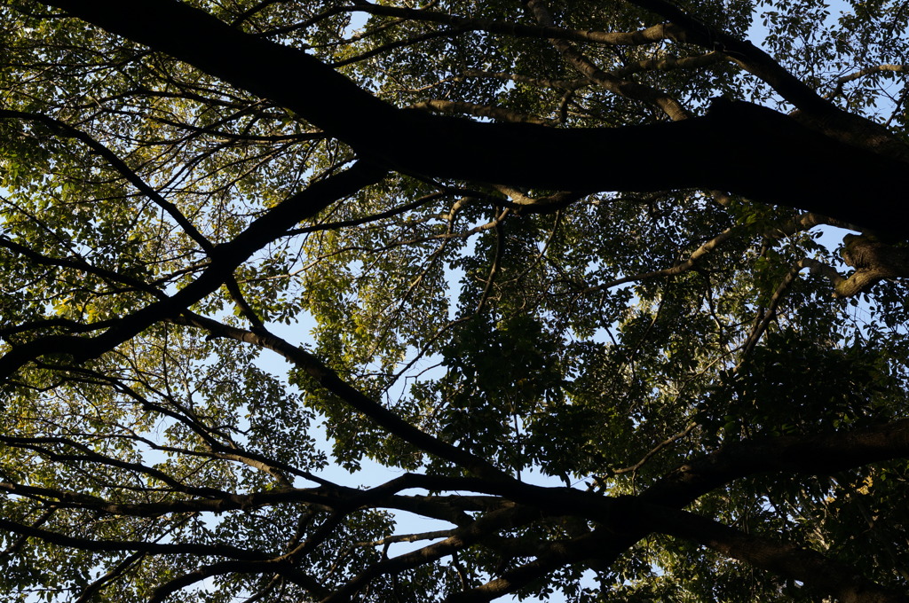 rokkorMD50mmF1.4