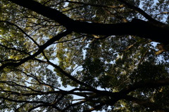 rokkorMD50mmF1.4