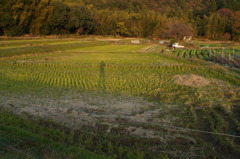 rokkorMD24mmF2.8