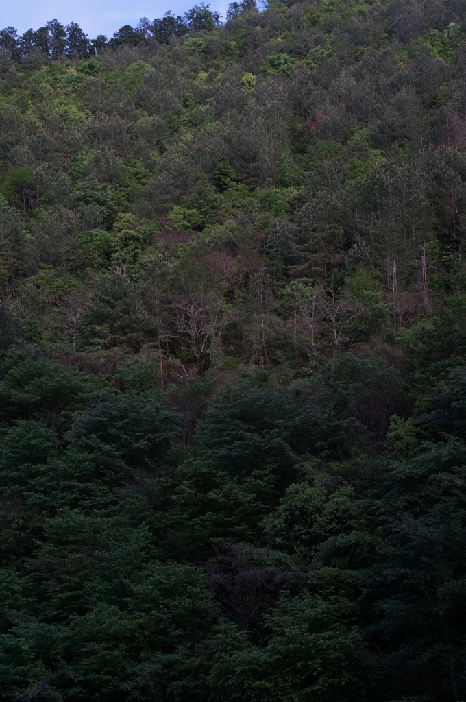 ズミクロン35mm