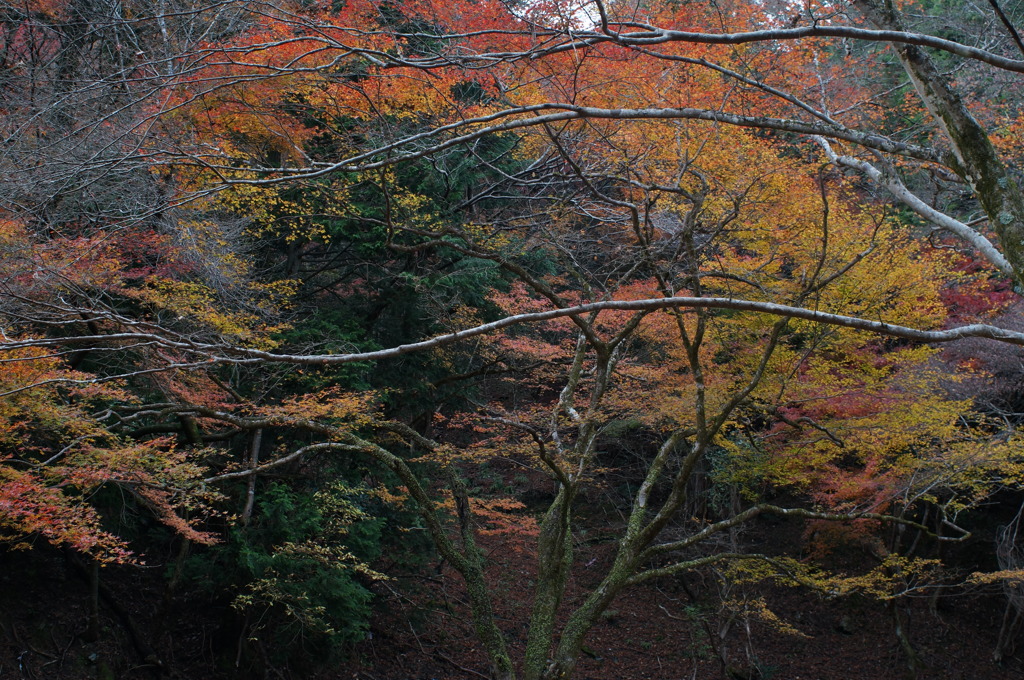 rokkorMD24mmF2.8